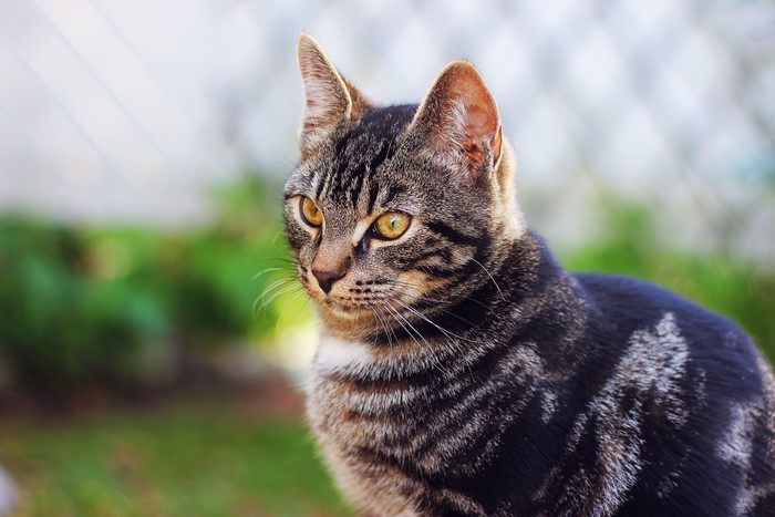 Tabby Cat Looking to the Side