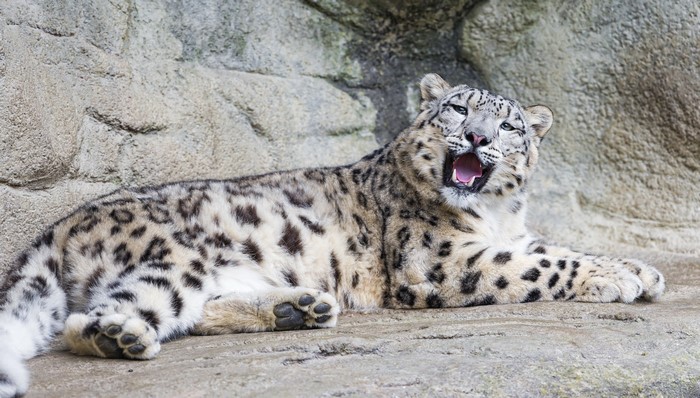Snow leopard yawning on rocks