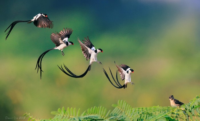 Pin-tailed Whydah birds in flight