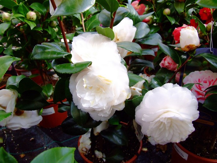 White Camellia Flowers in Pots
