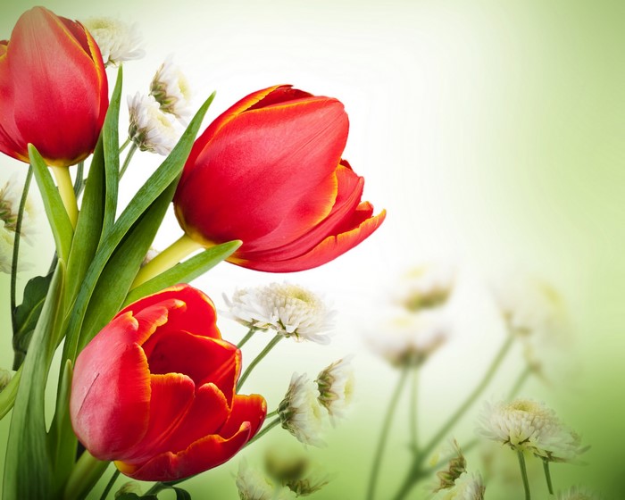 Red Tulips and White Flowers