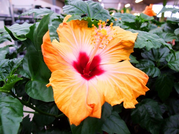 Orange and red hibiscus flower with green leaves