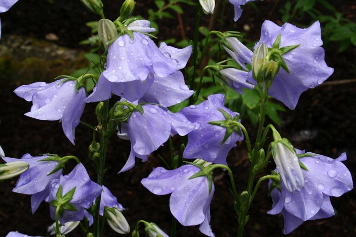 Close-up of light purple Campanula flowers with water droplets