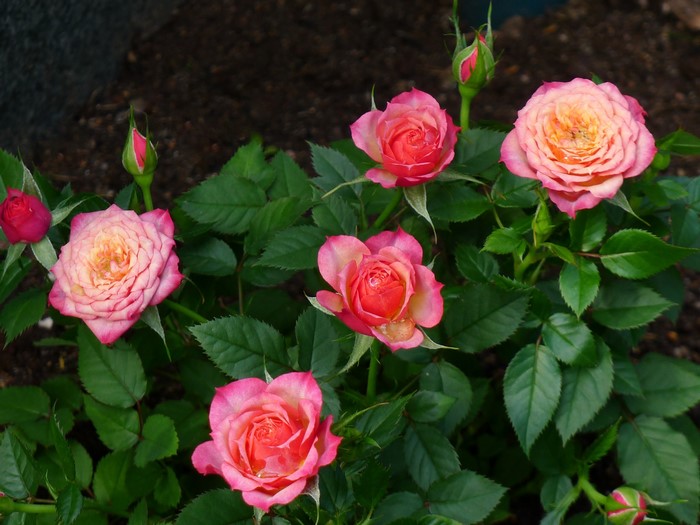 Pink and yellow roses with green foliage