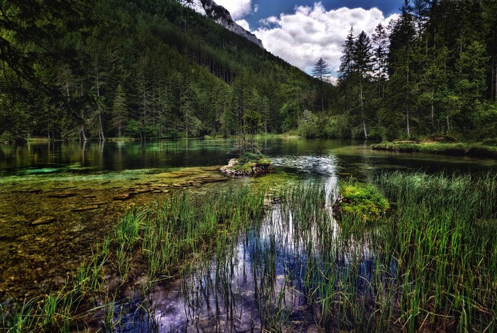 Clear lake with reeds and forest in Austria