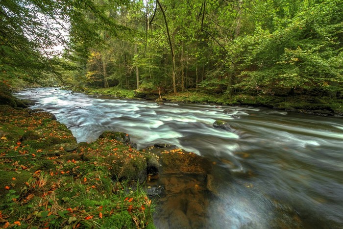 River flowing through a forest in Germany