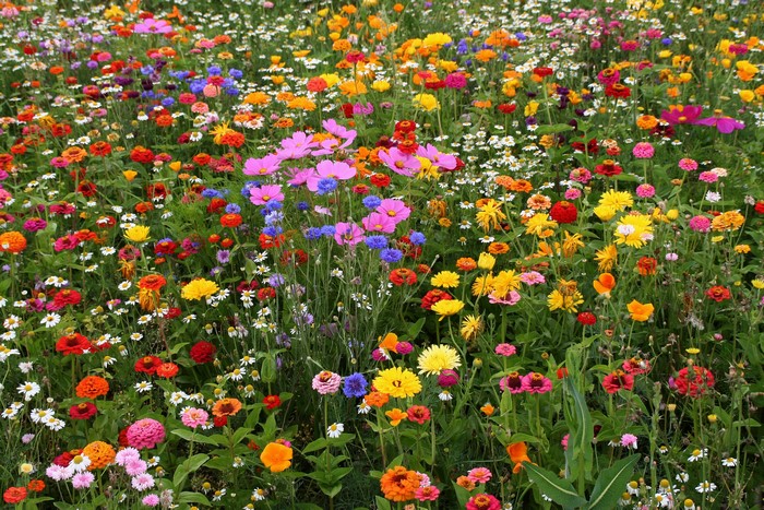 A field of colorful wildflowers in bloom