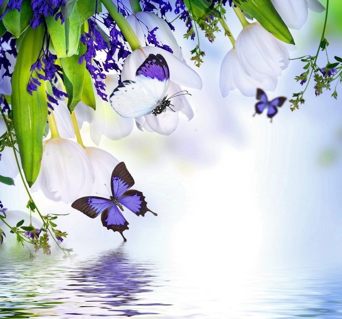 White Tulips and Purple Butterflies