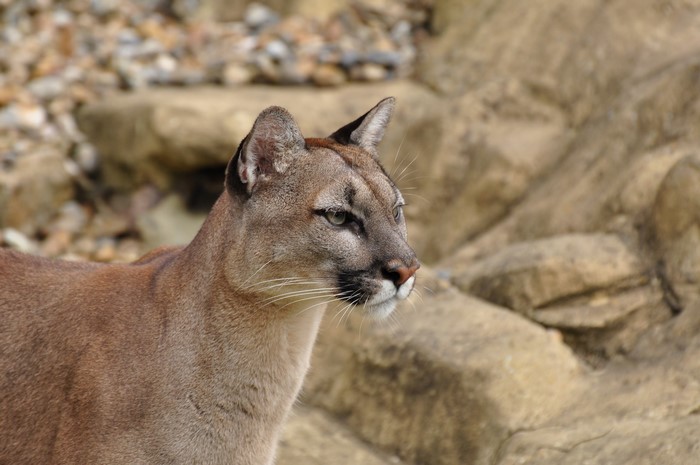 Cougar in a rocky environment