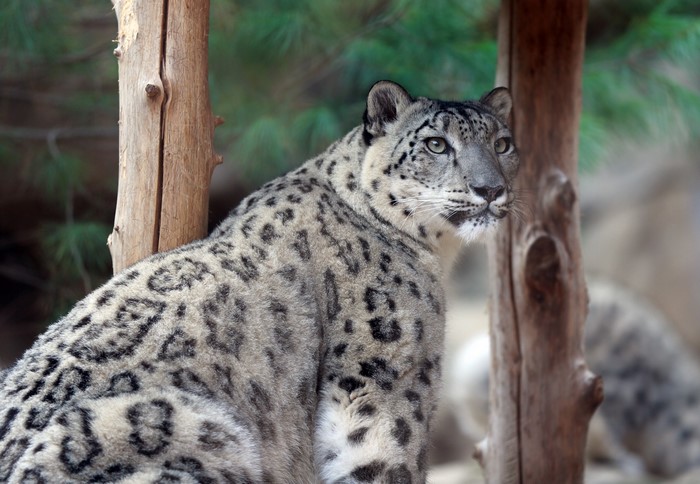 Snow leopard sitting between two wooden posts