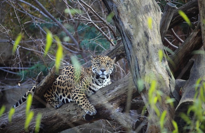 Jaguar resting on a tree trunk