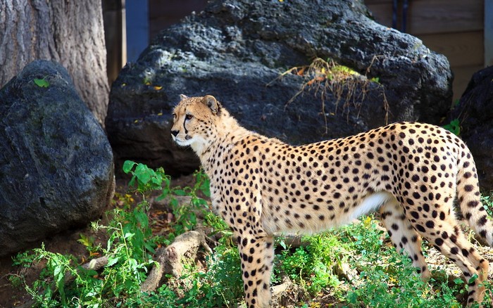 Cheetah standing among rocks and greenery