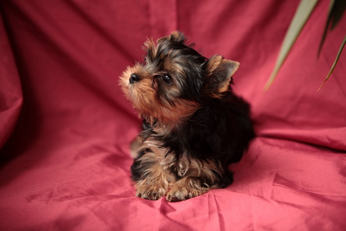Yorkshire Terrier puppy on a red background