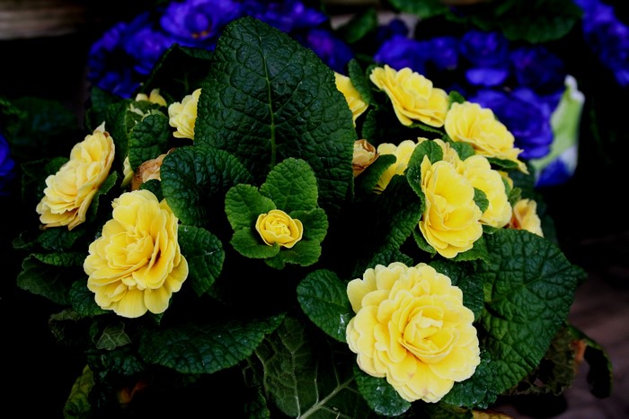 Yellow Primula flowers with green leaves