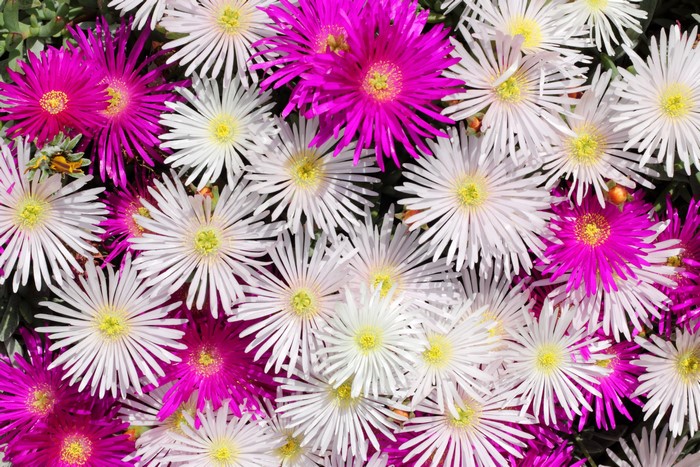 Many pink and white Mesembryanthemum flowers