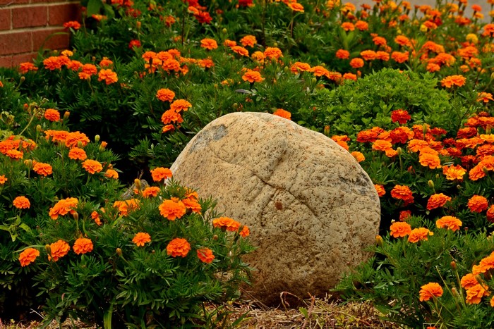 Orange Marigolds and a Large Stone in a Garden