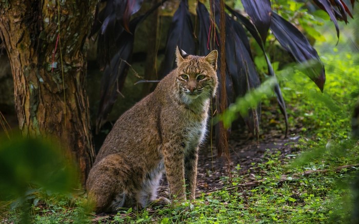 Bobcat sitting in a forest