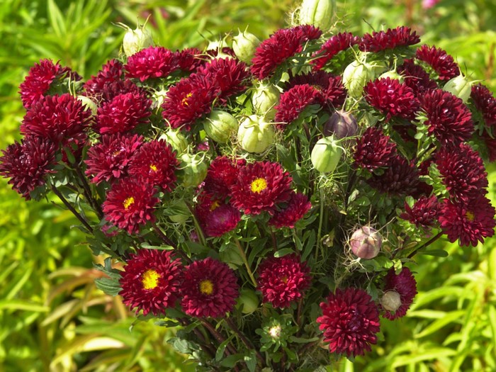 Bouquet of deep red asters with seed pods