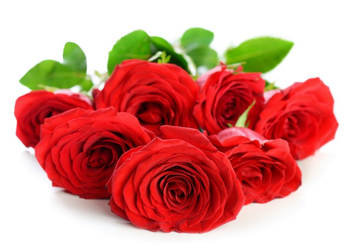 Red Roses Closeup