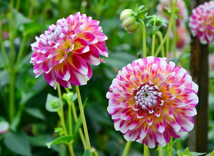 Two bicolor dahlias in a garden