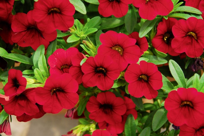 Close-up of many red petunias with green leaves