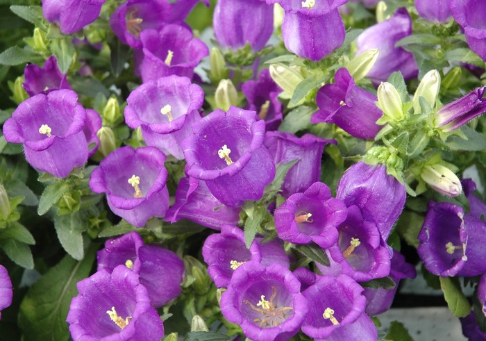 Close-up of purple bellflowers (Campanula)