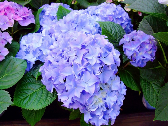 Close-up of blue and violet hydrangeas