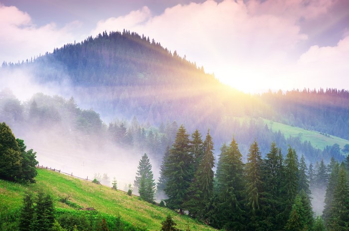 Misty mountains with sunbeams over pine forest