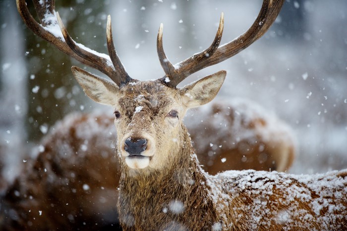 Deer with antlers in the snow