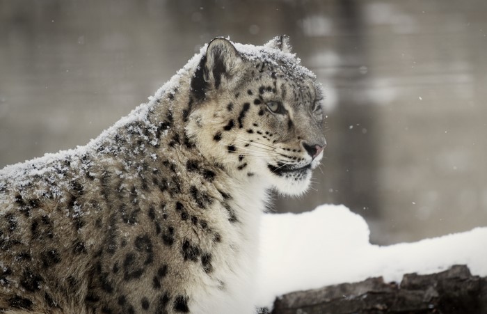 Snow leopard in the snow