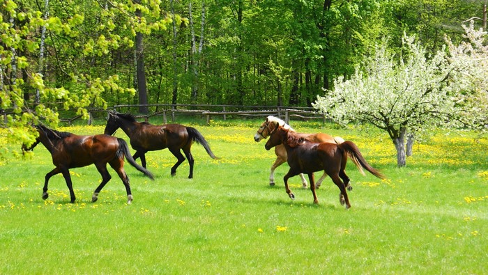 Horses running in a green field with trees