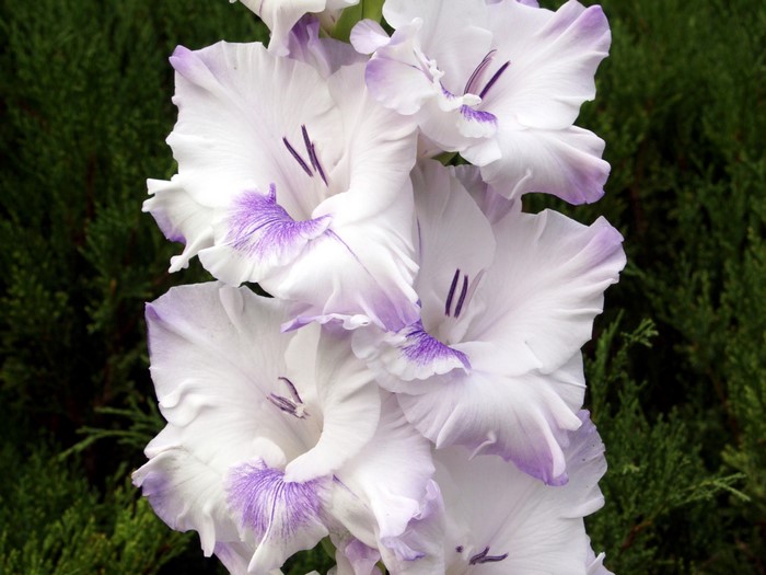 Close-up of white and purple gladiolus flowers