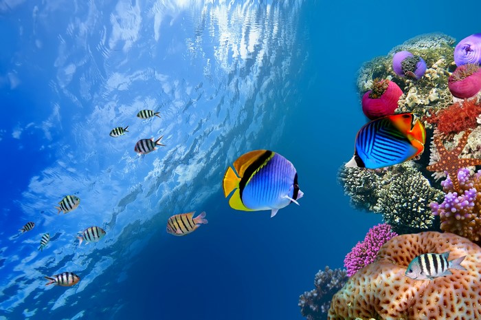 Underwater world with corals and fish