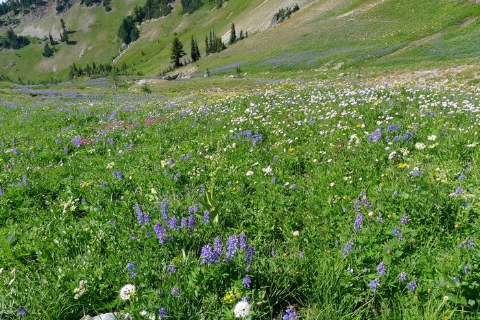 Wildflower Meadow in Washington, USA