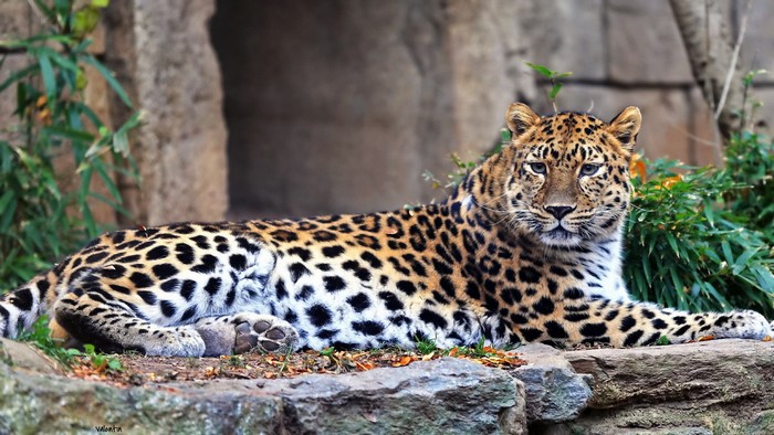 Leopard resting on rocks with foliage