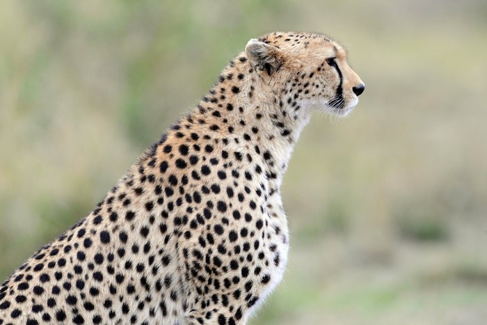 Cheetah sitting in profile