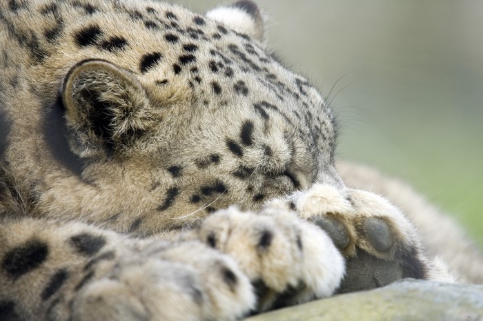 Snow leopard sleeping with paws over face