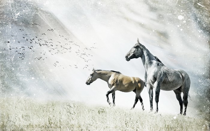 Two horses in a field with birds flying