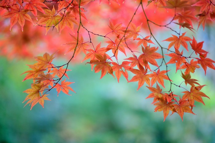 Autumn Maple Leaves on Branches