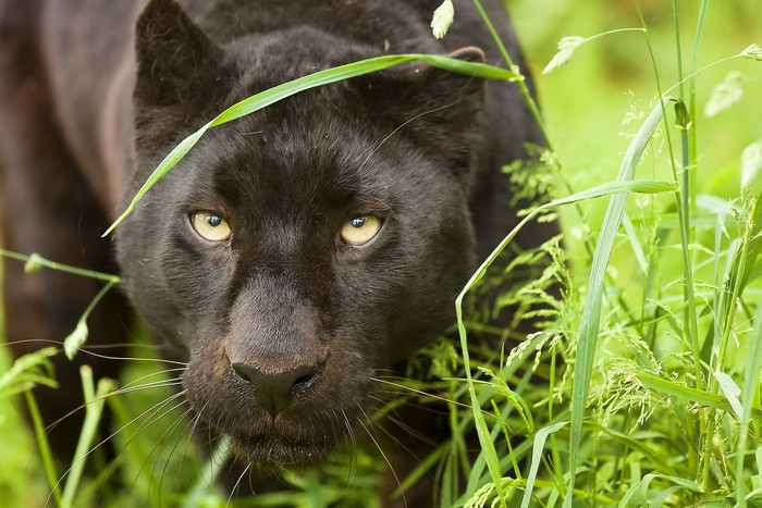 Black Panther in tall green grass