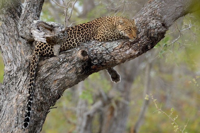 Leopard resting on a tree branch