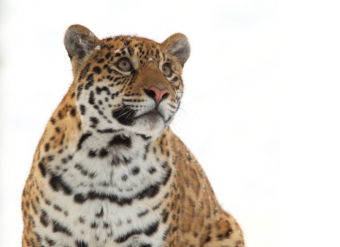 Jaguar looking to the side in the snow