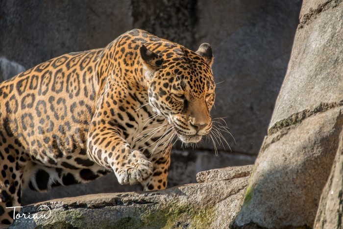 Jaguar walking on rocks in a zoo enclosure