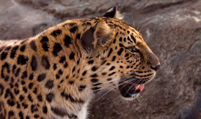 Leopard with spotted fur in profile
