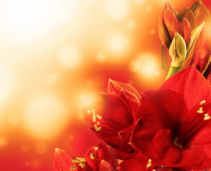 Red Gladioluses Closeup 4K