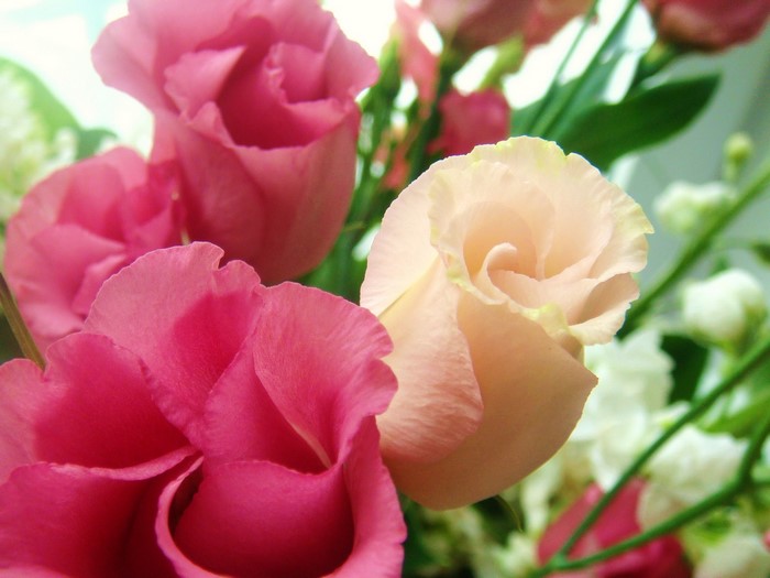Pink and peach Eustoma flowers in a bouquet