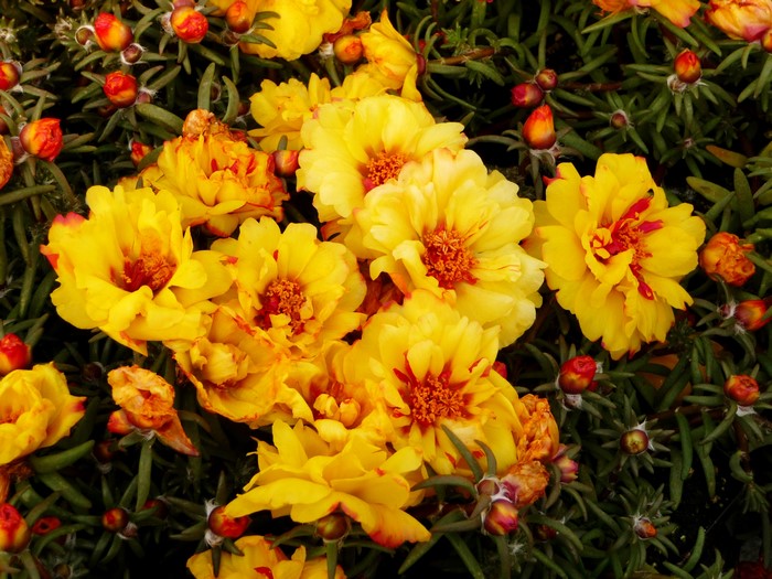 Yellow Portulaca flowers with red centers
