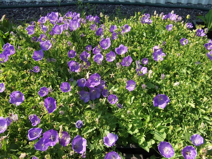 Many purple bellflowers in a garden