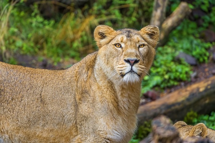 Lioness looking to the side in a forest
