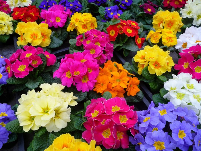 A colorful display of primrose flowers